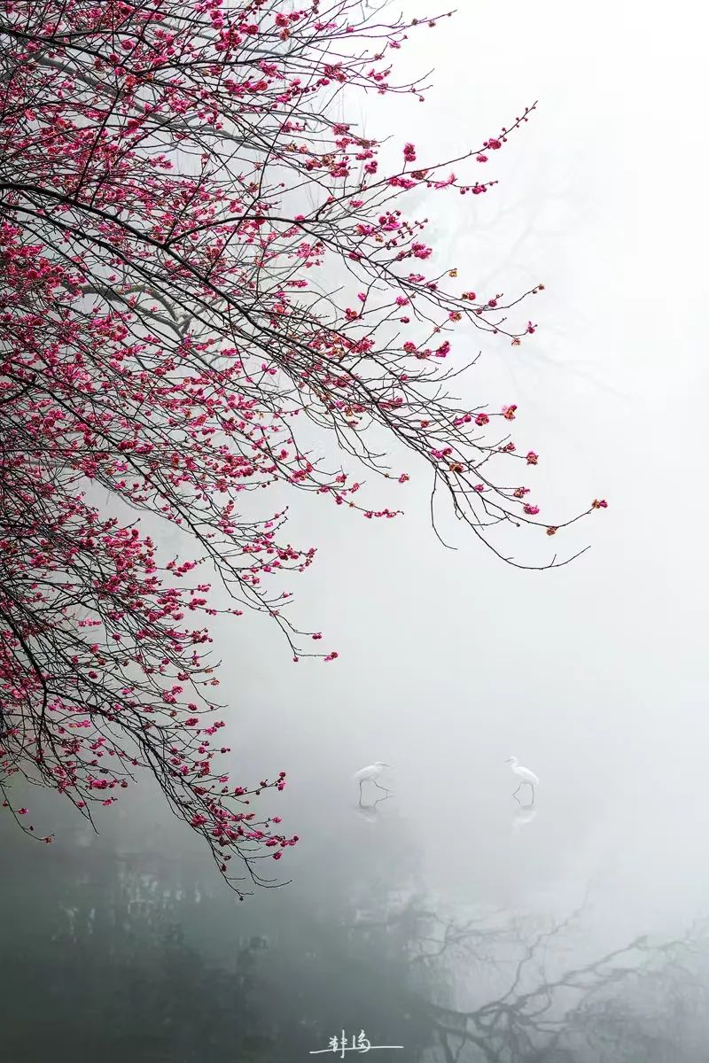 ZUP 雨水｜好雨知时节，当春乃发生。