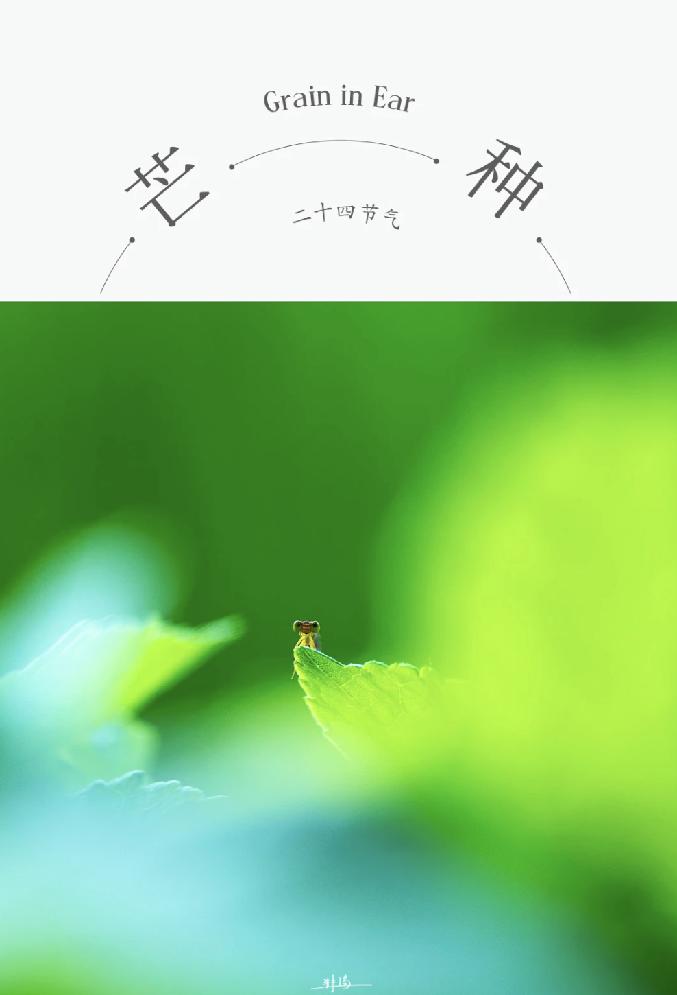 ZUP 节气｜芒种 ｜芒种忙种，终有所得
