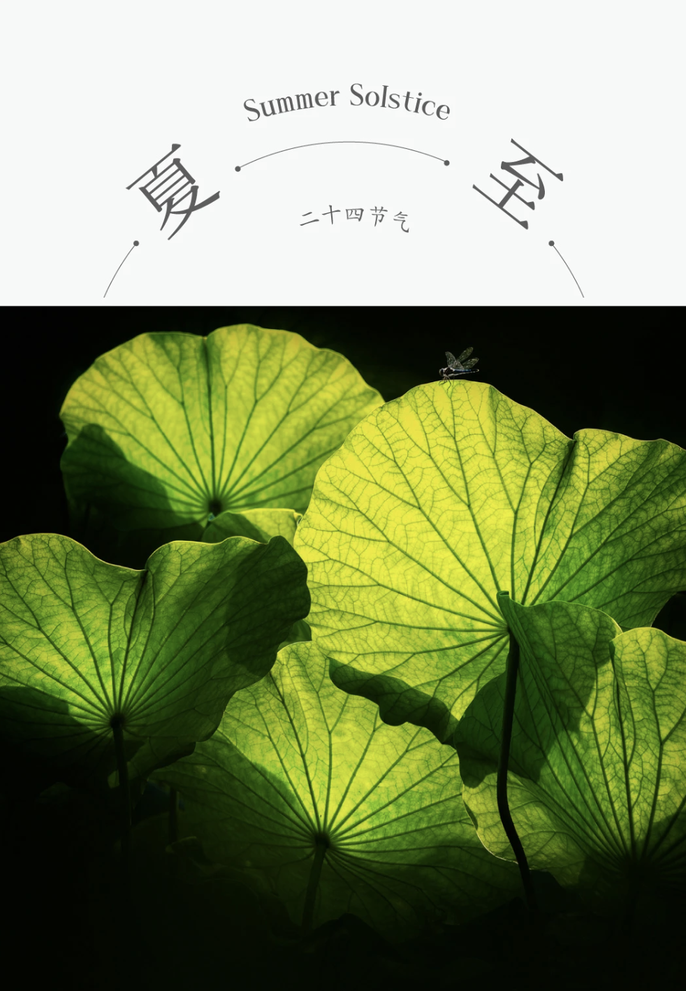 ZUP 节气 |夏至 |夏至昼长,蝉鸣荷香
