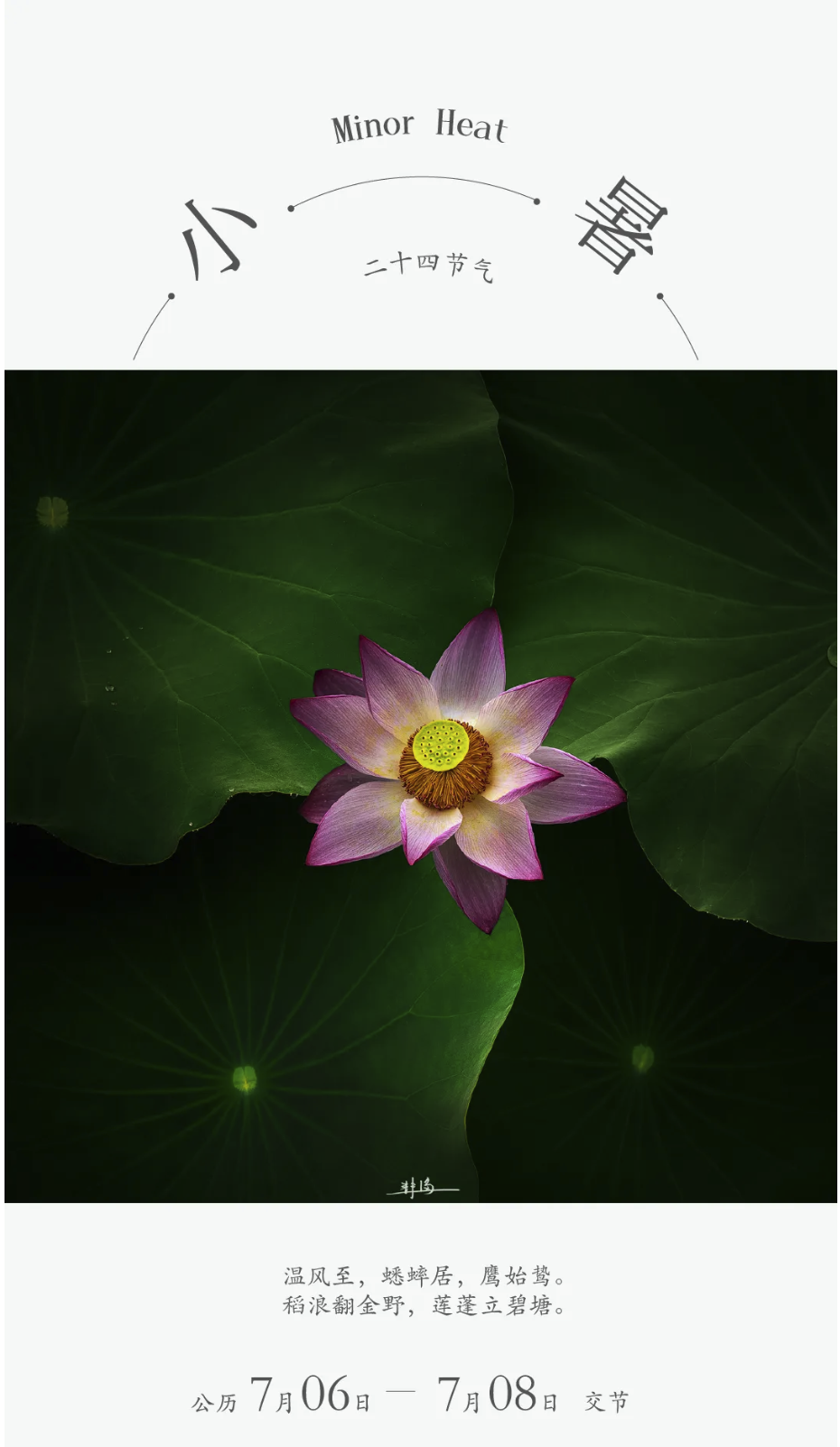 ZUP 节气 | 小暑 |蝉鸣高树,荷立碧塘